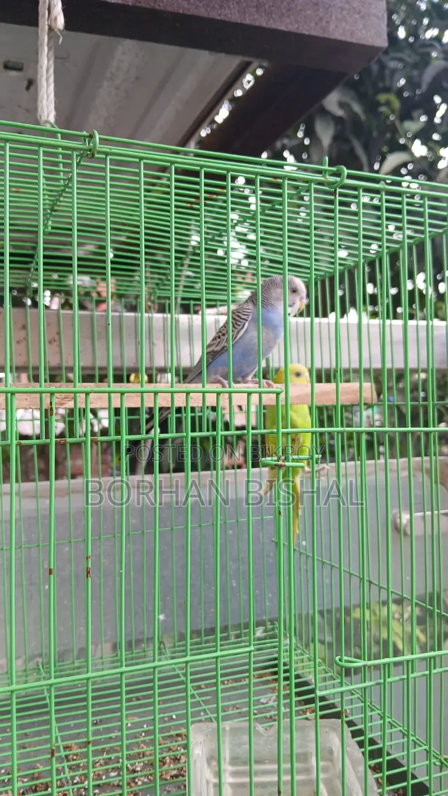 এডাল্ট বার্জারিকা জোড়া
