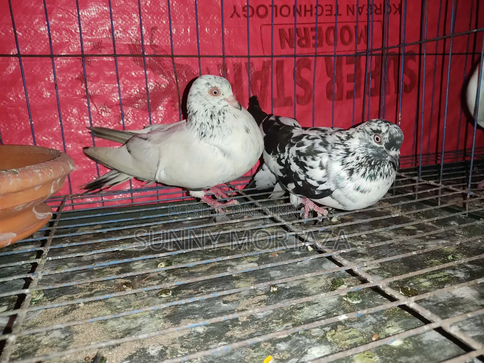 1 piece Red Gear Tagged Grizzle Male, 1 pair Running Giribaz