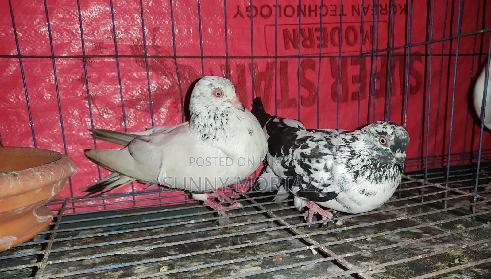 1 piece Red Gear Tagged Grizzle Male, 1 pair Running Giribaz