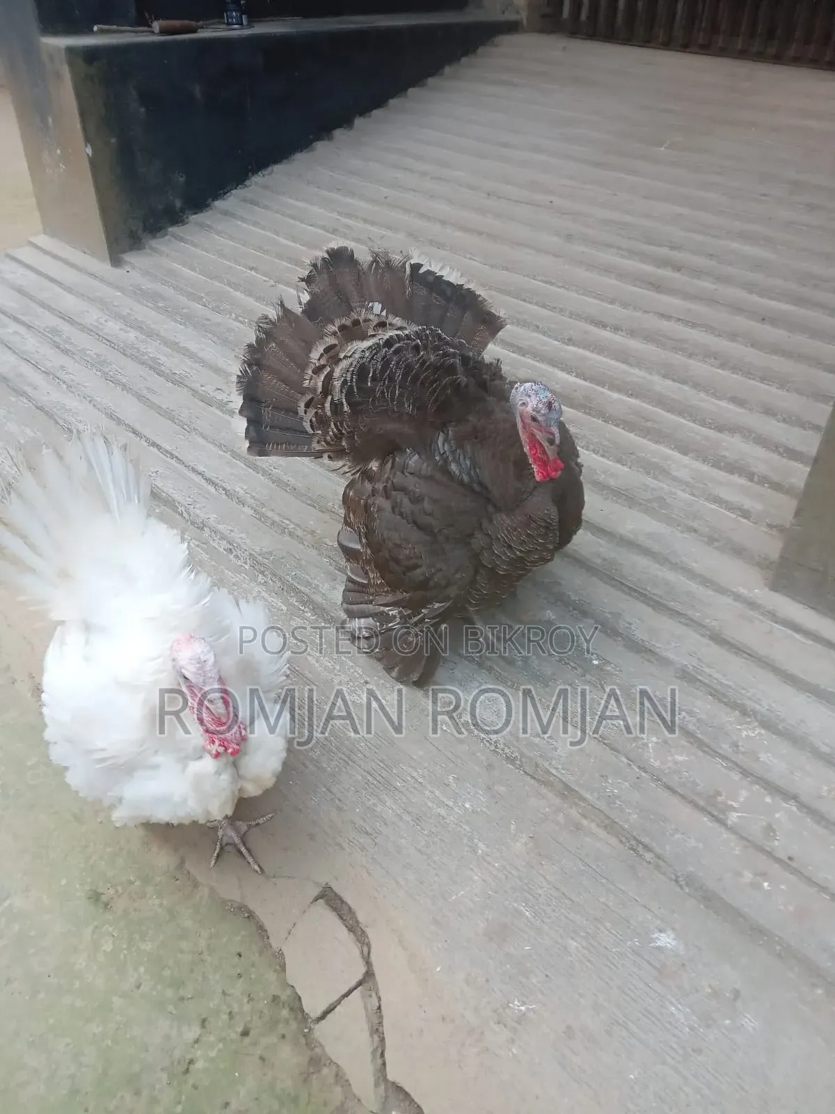 Turkey Chicken