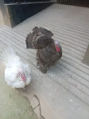 Turkey Chicken