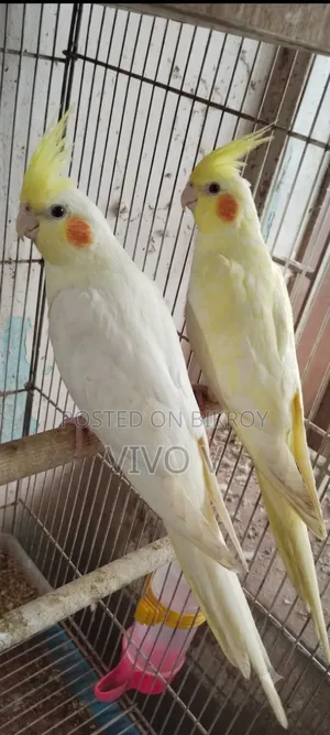 Cockatiel Birds
