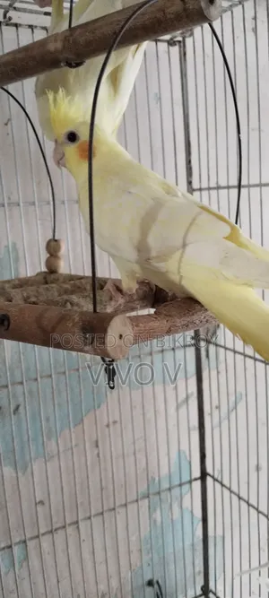 Cockatiel Birds