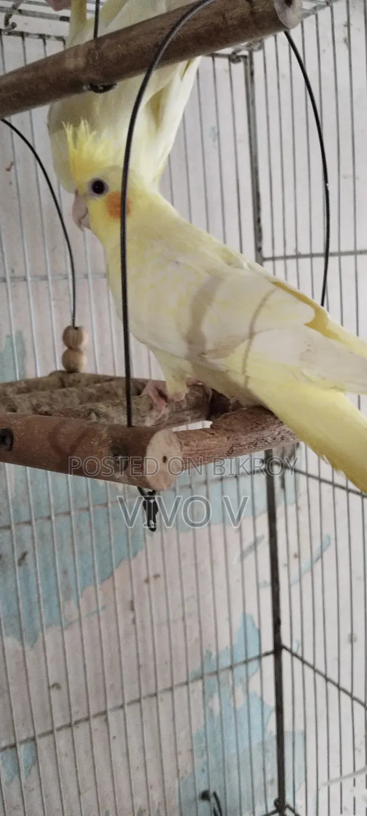 Cockatiel Birds