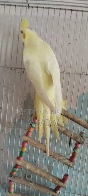 Cockatiel Birds