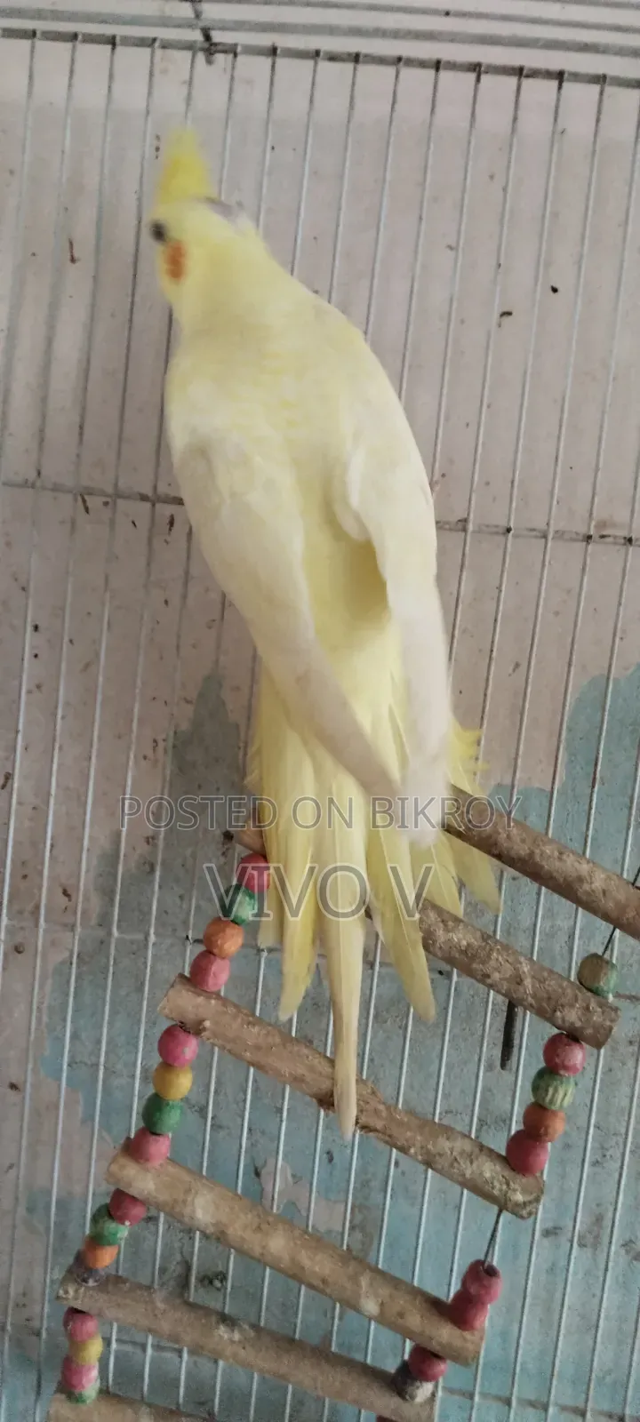 Cockatiel Birds