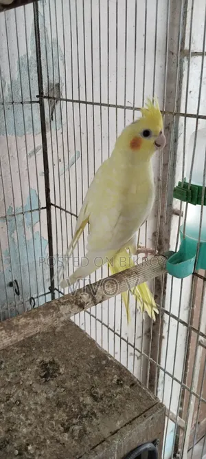 Cockatiel Birds