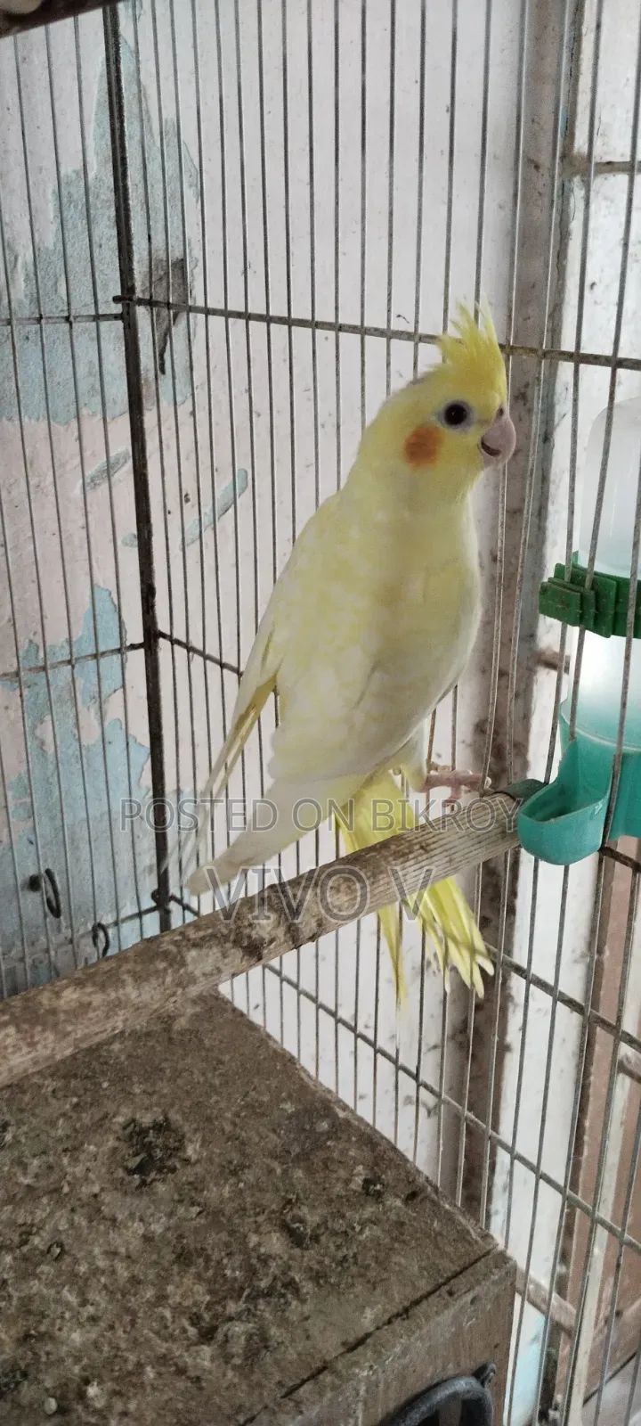 Cockatiel Birds