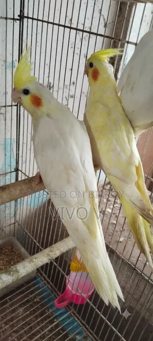 Cockatiel Birds