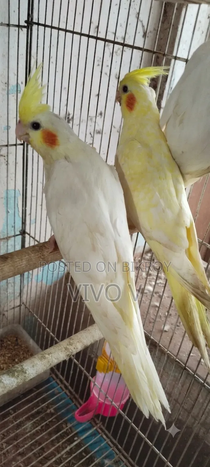 Cockatiel Birds