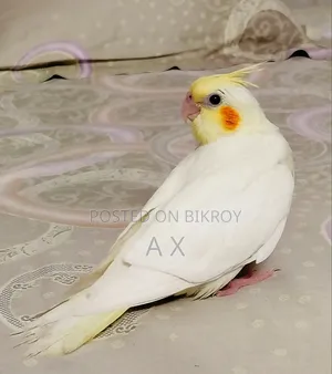 ককাটেল বেবি