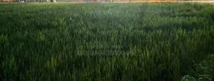 Urgent 5 sotok land for sale