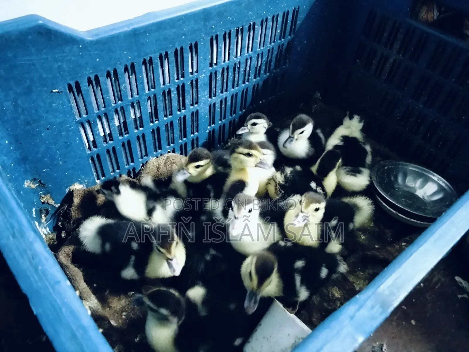 Local Muscovy Duck