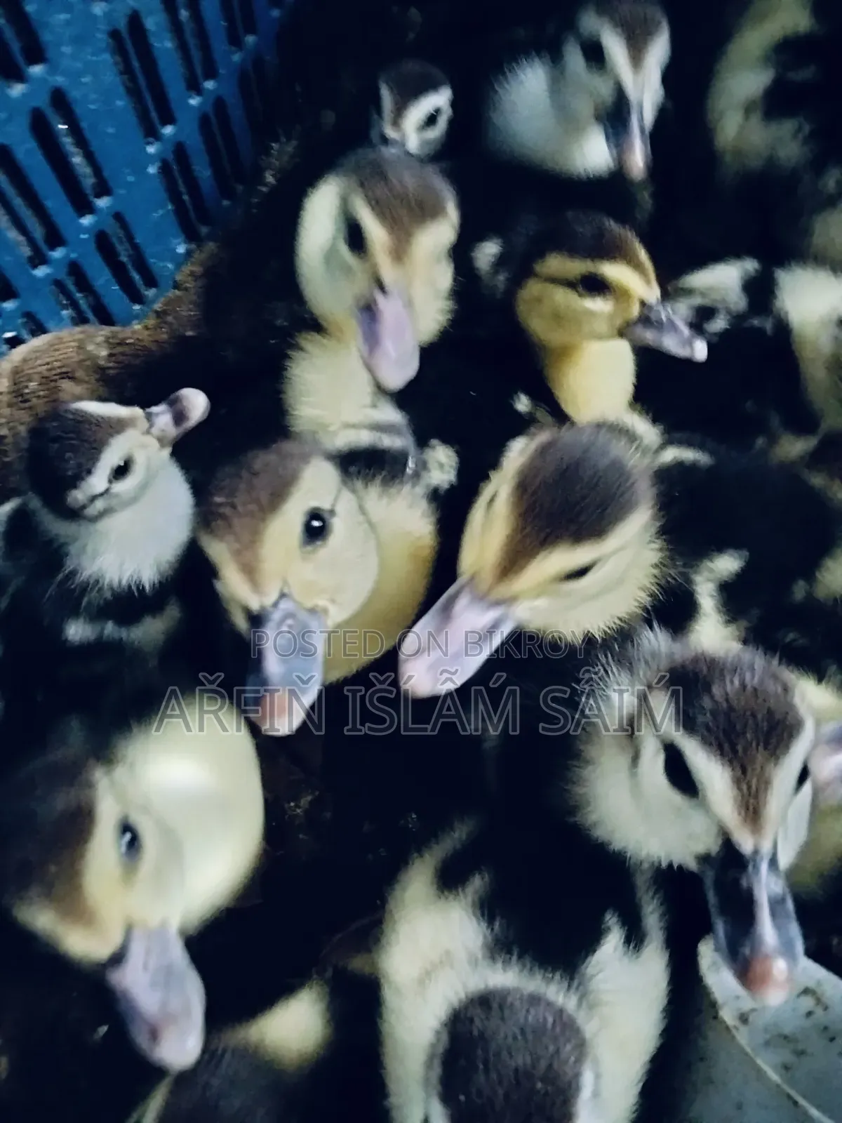Local Muscovy Duck