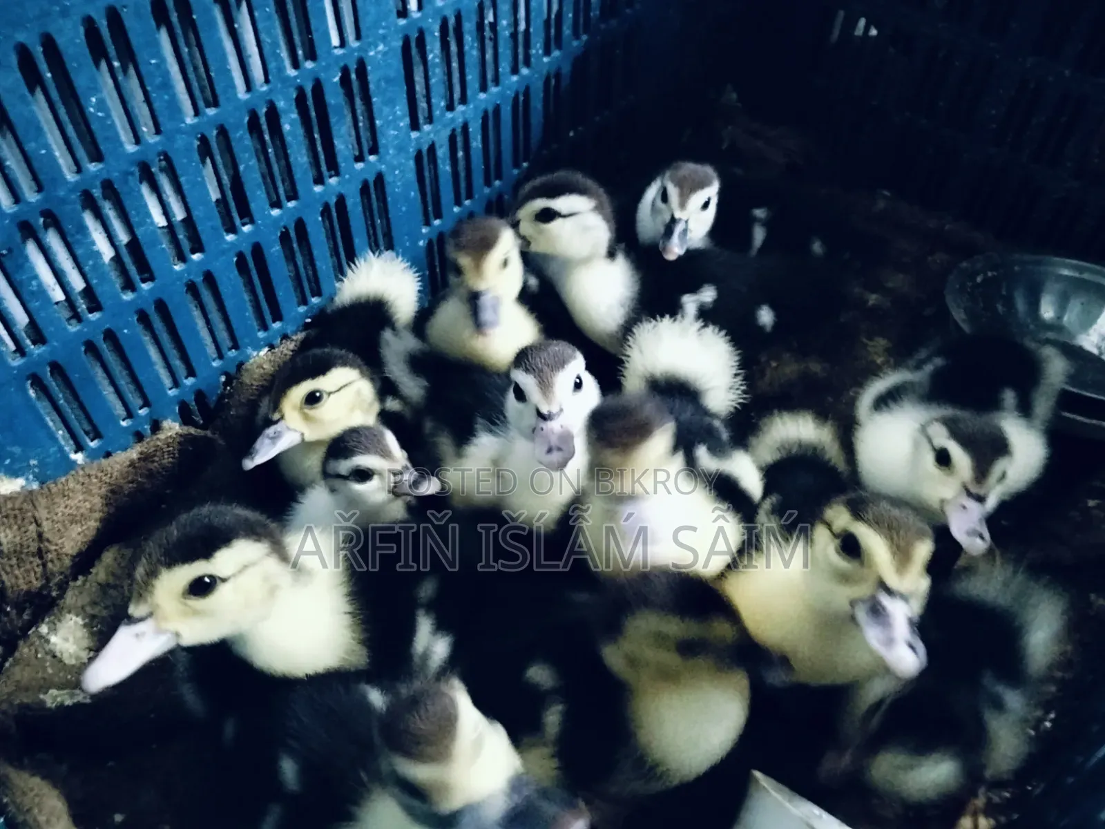 Local Muscovy Duck