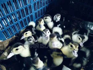 Local Muscovy Duck