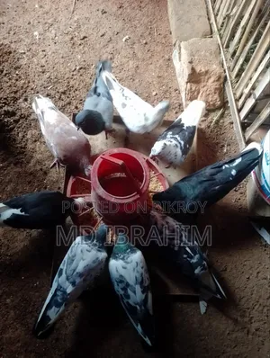 Some running pigeons for sale, all are running