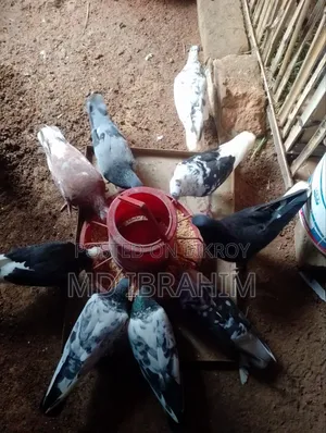 Some running pigeons for sale, all are running