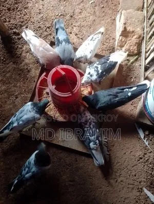 Some running pigeons for sale, all are running