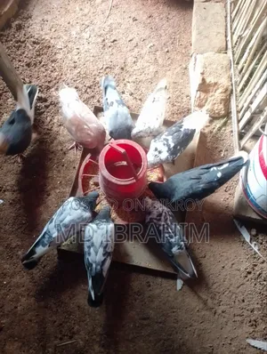 Some running pigeons for sale, all are running