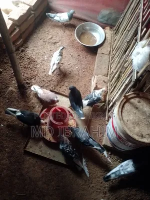 Some running pigeons for sale, all are running