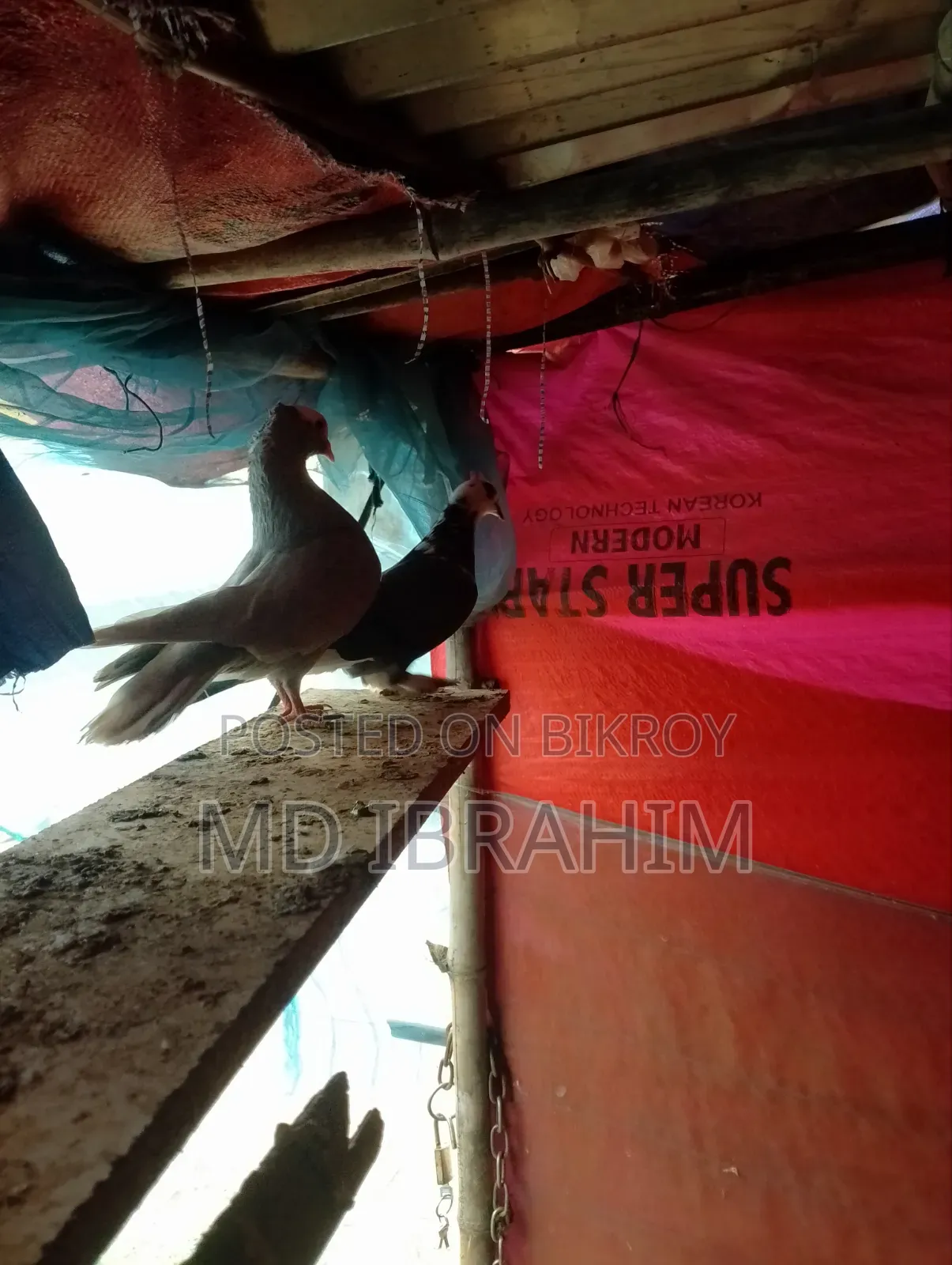 Some running pigeons for sale, all are running