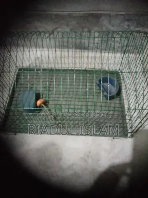 Bird cage for sale
