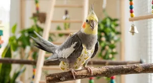Cockatiel Diaper