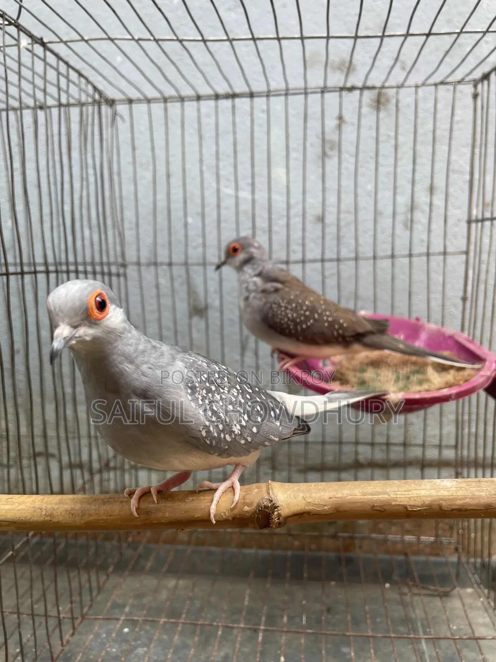 2 Pairs Running Diamond Dove