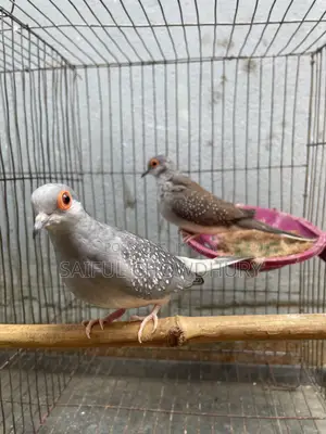 2 Pairs Running Diamond Dove