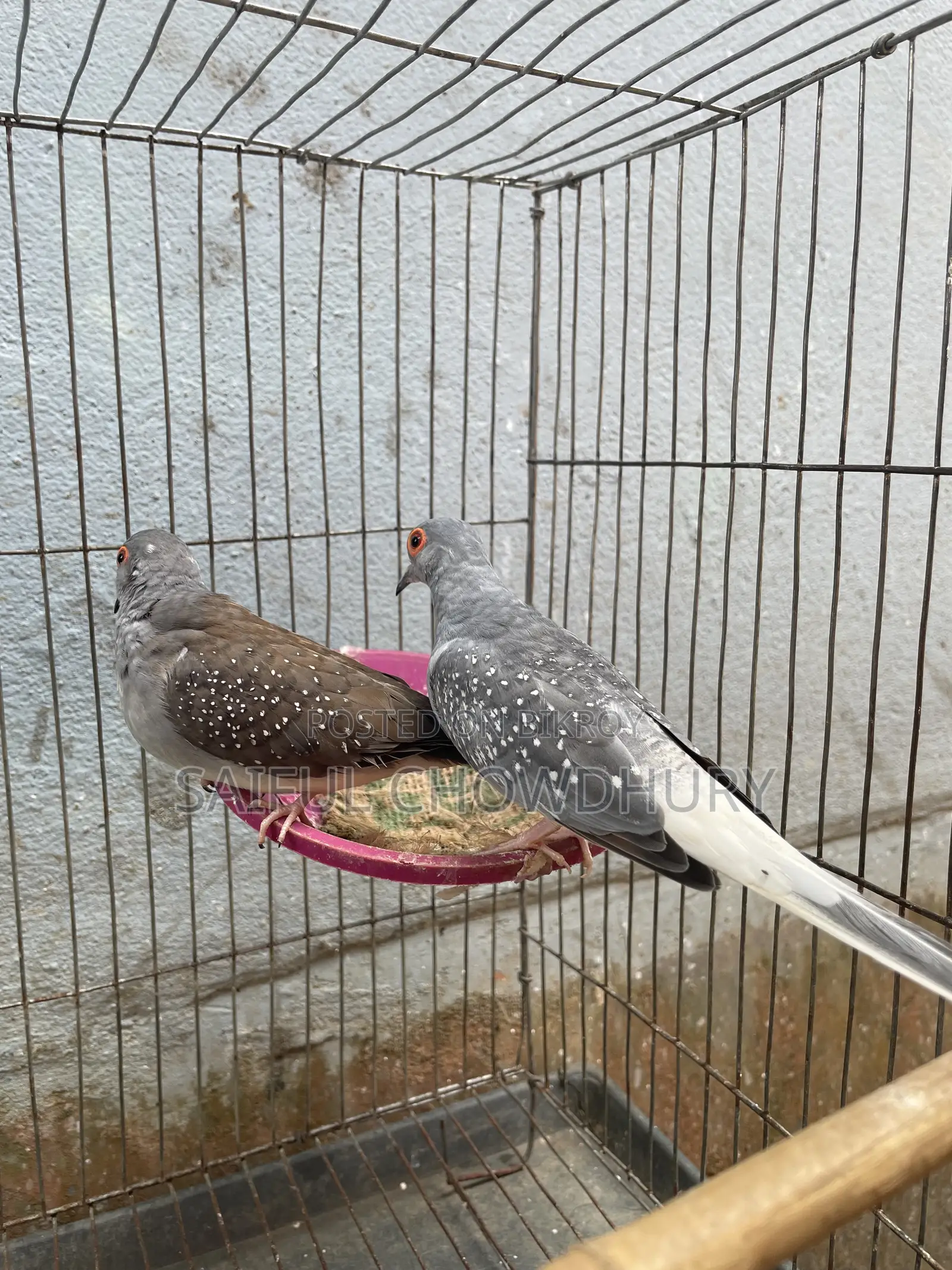 2 Pairs Running Diamond Dove