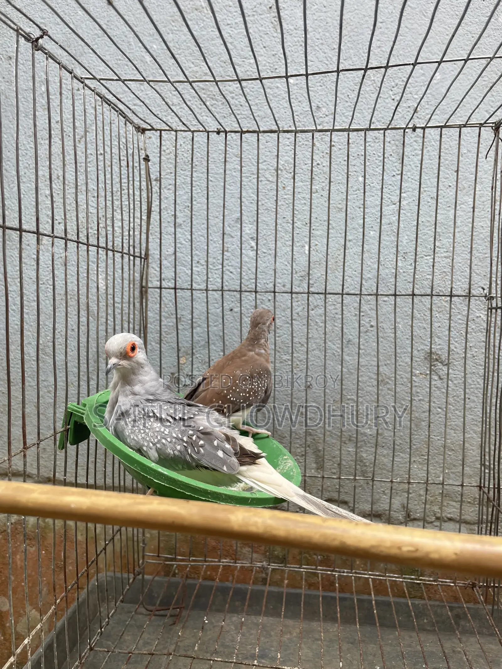2 Pairs Running Diamond Dove