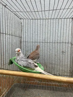 2 Pairs Running Diamond Dove