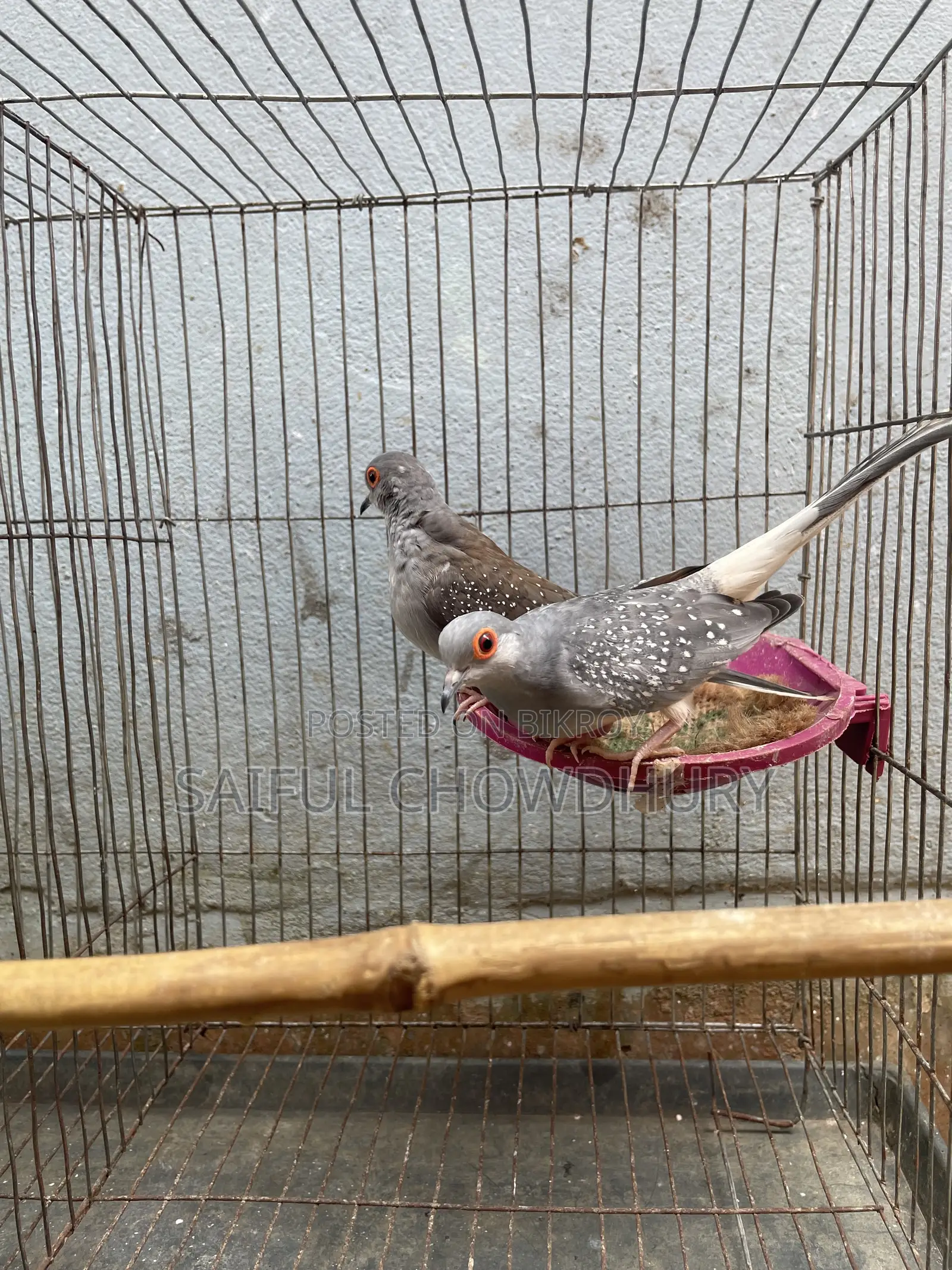2 Pairs Running Diamond Dove