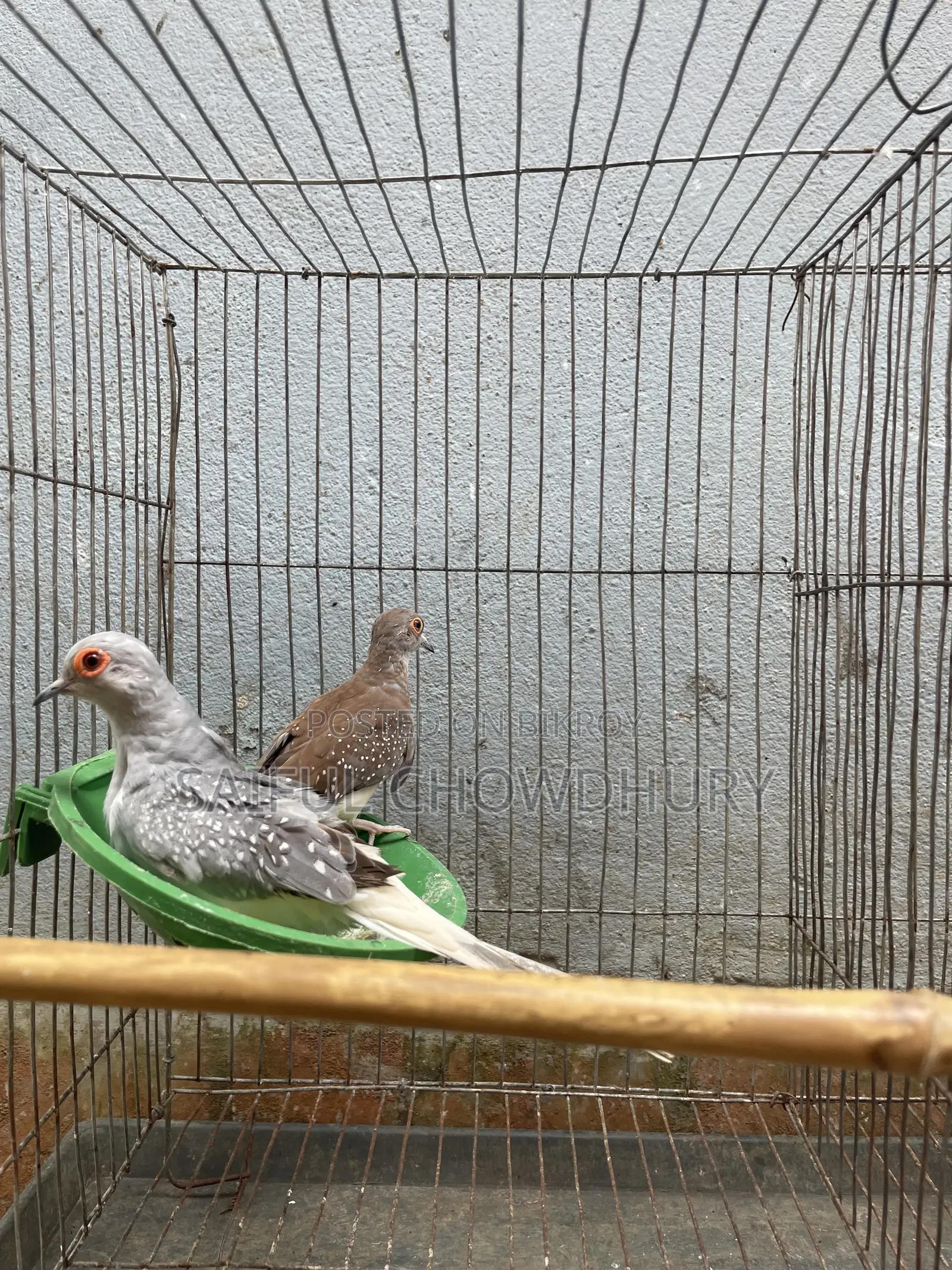 2 Pairs Running Diamond Dove