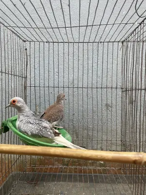 2 Pairs Running Diamond Dove