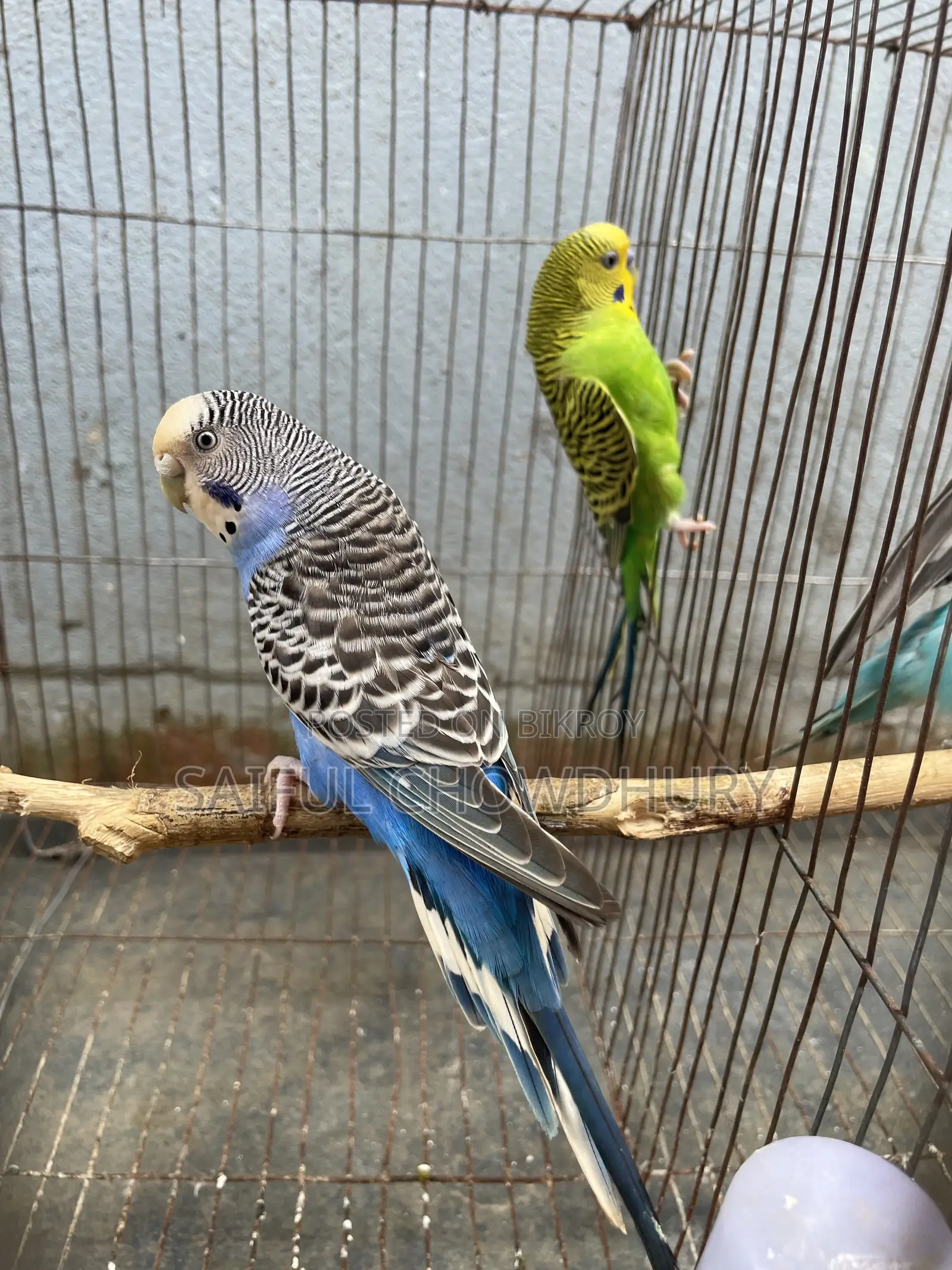 Running Budgie Birds