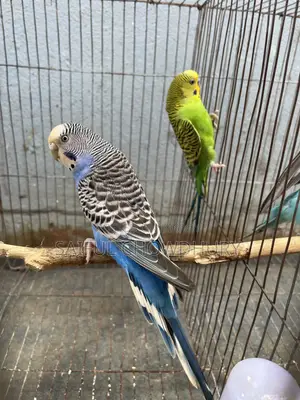 Running Budgie Birds