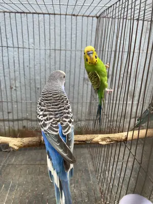 Running Budgie Birds