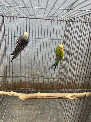 Running Budgie Birds