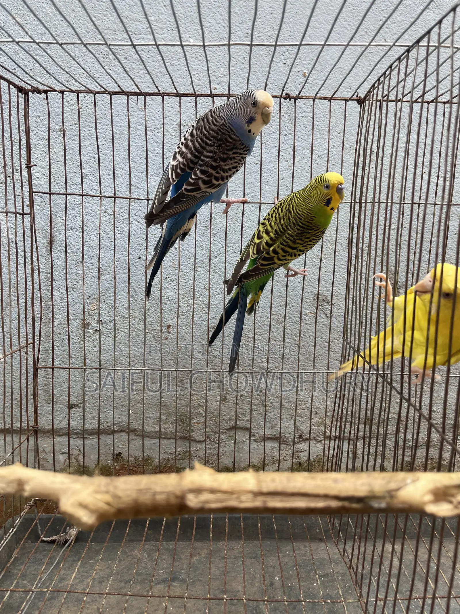 Running Budgie Birds