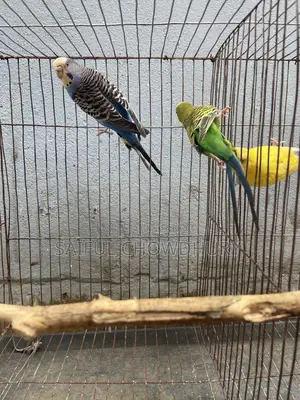 Running Budgie Birds