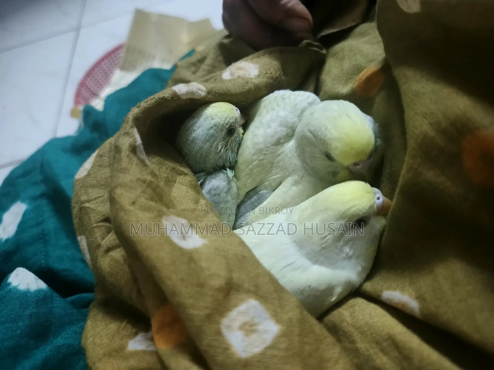 Budgerigar Sell