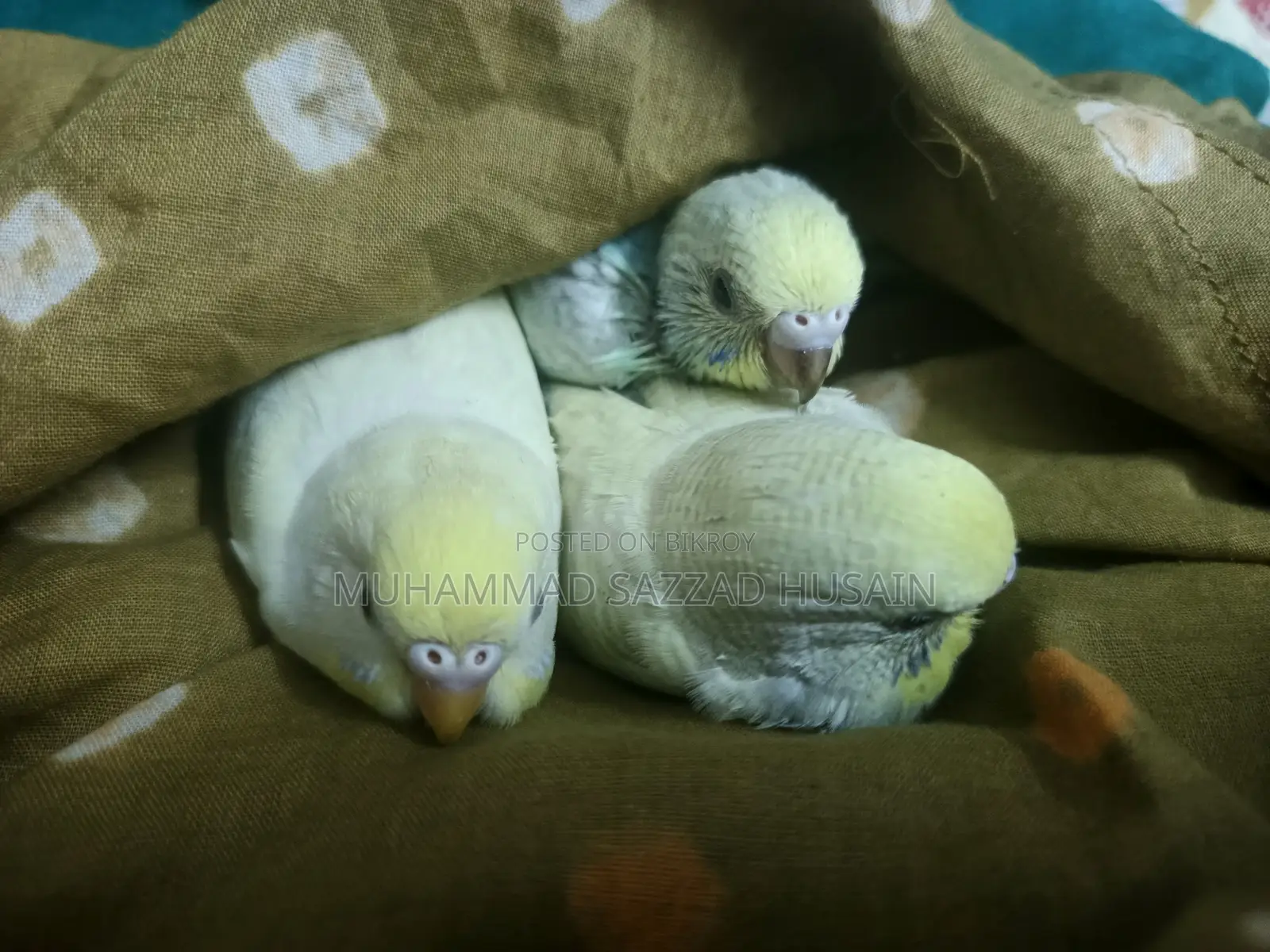 Budgerigar Sell
