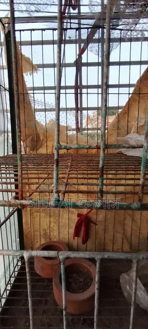 Brother, if you want the cage, contact me urgently