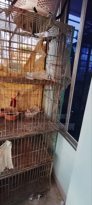 Brother, if you want the cage, contact me urgently