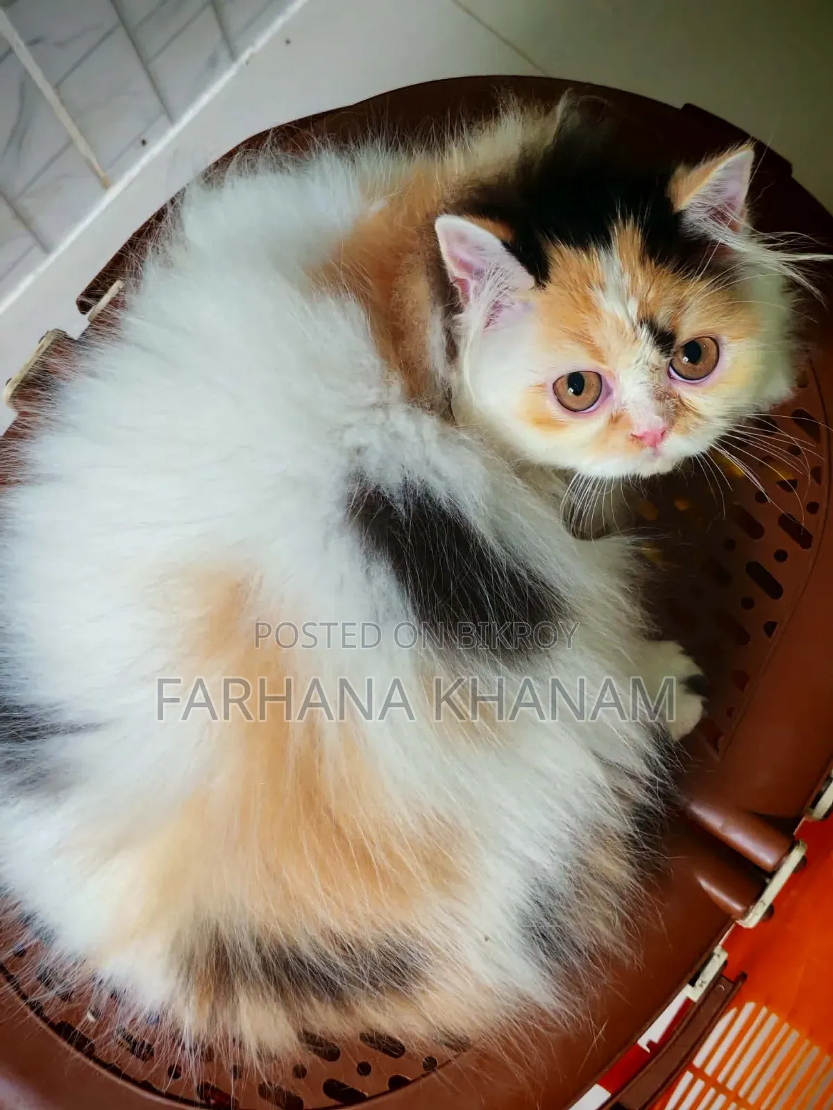 3-6 Months Female Purebred Exotic