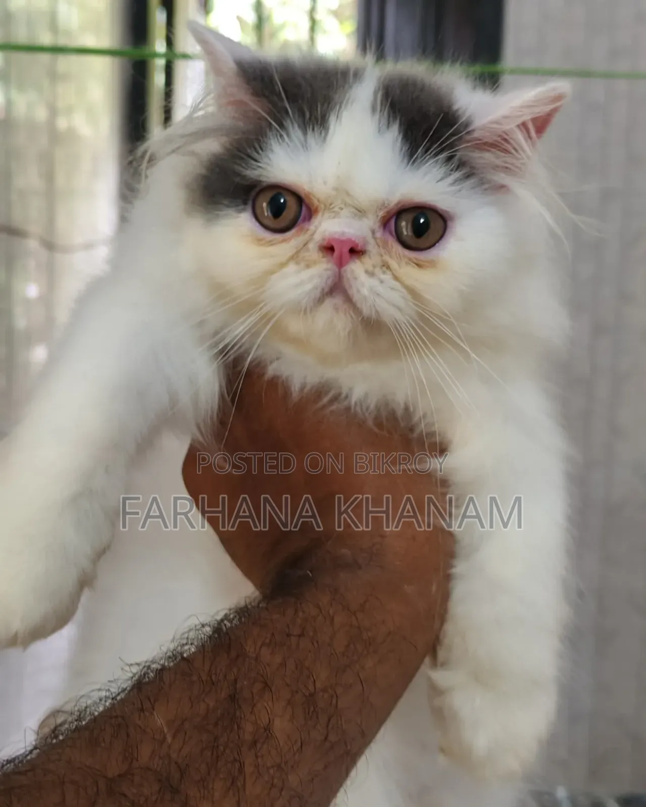3-6 Months Female Purebred Exotic