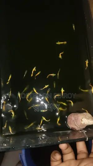 Premium Mixed Guppy Fish