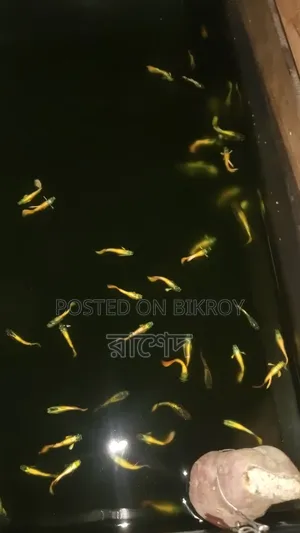 Premium Mixed Guppy Fish